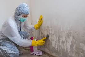 Best Black Mold Removal  in Greenville, PA